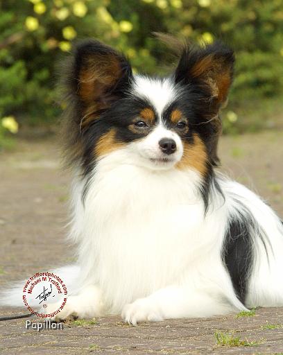 Papillon 9A025D-03.JPG